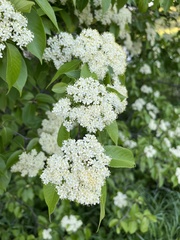 Viburnum lentago
