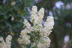 Ceanothus palmeri
