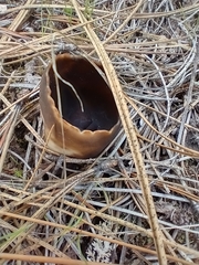 Dissingia leucomelaena