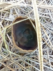 Dissingia leucomelaena