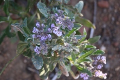 Eriodictyon trichocalyx lanatum