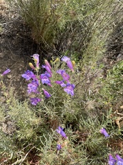 Penstemon heterophyllus australis