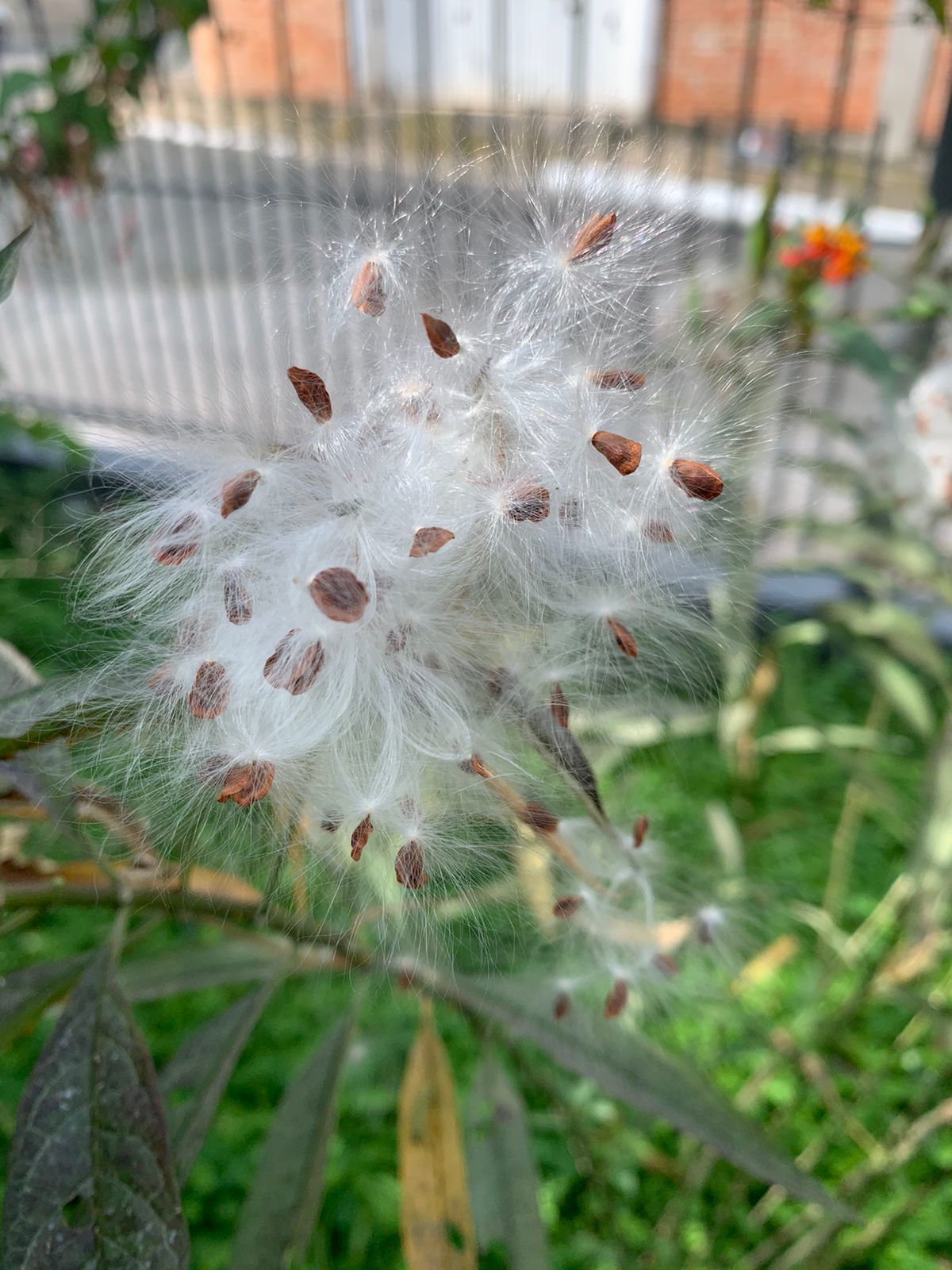 Asclepias curassavica