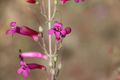 Penstemon × parishii