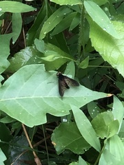 Chrysopilus velutinus