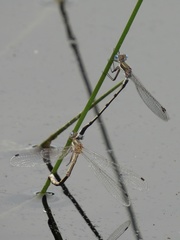 Lestes forcipatus