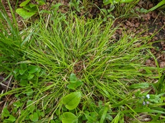 Carex deflexa