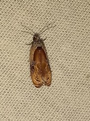 Zomaria interruptolineana