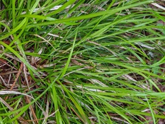 Carex deflexa