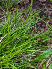 Carex deflexa