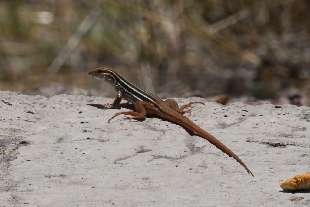 Giant Spotted Whiptail