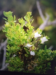 Phyllocladus alpinus