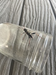 Neoclytus scutellaris