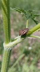 Graphosoma