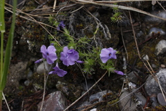 Phlox caespitosa