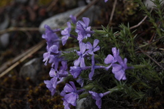 Phlox caespitosa