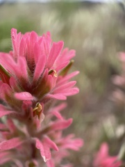 Castilleja angustifolia