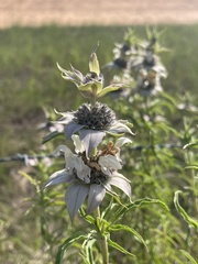 Monarda viridissima
