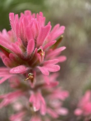 Castilleja angustifolia