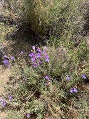 Penstemon heterophyllus australis