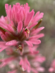 Castilleja angustifolia