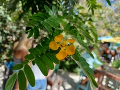 Gonopterodendron arboreum