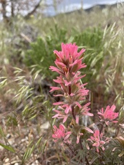 Castilleja angustifolia