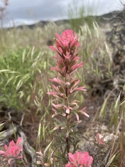 Castilleja angustifolia