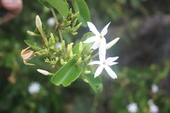 Jasminum dichotomum