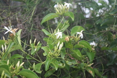 Jasminum dichotomum