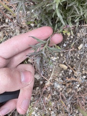 Castilleja angustifolia