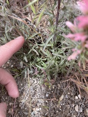 Castilleja angustifolia