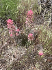 Castilleja angustifolia