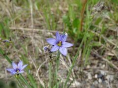 Sisyrinchium montanum