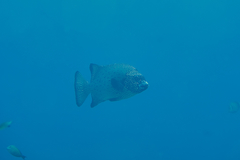 Oplegnathus punctatus