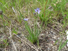 Sisyrinchium montanum