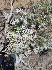 Phlox stansburyi