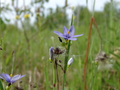 Sisyrinchium montanum