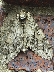 Ceratomia undulosa