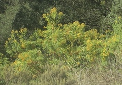 Hypericum canariense