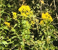 Hypericum canariense