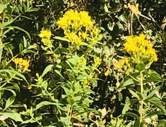 Hypericum canariense