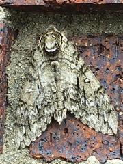 Ceratomia undulosa