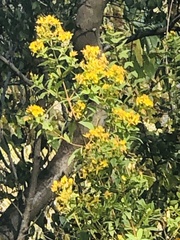 Hypericum canariense