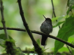 Haplophaedia aureliae
