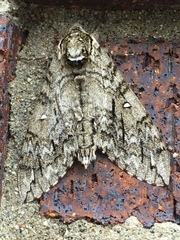 Ceratomia undulosa