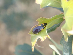 Acmaeodera simulata