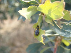 Acmaeodera simulata