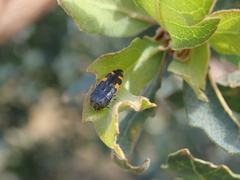 Acmaeodera simulata