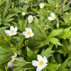 Anemonastrum canadense